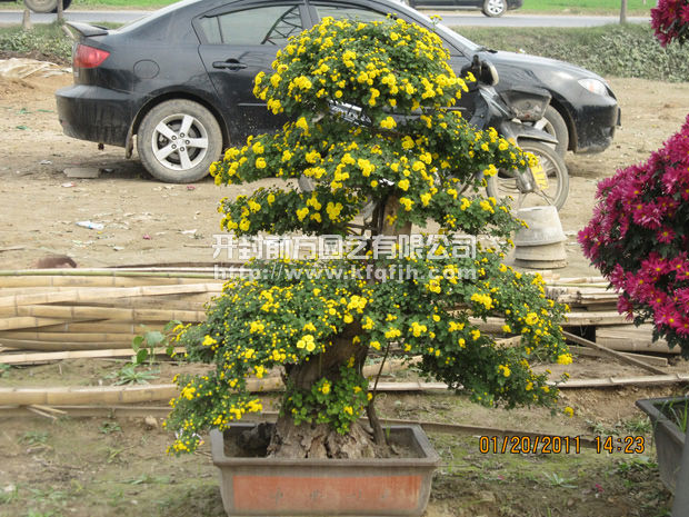 開封前方園藝——菊花造型廠家直銷