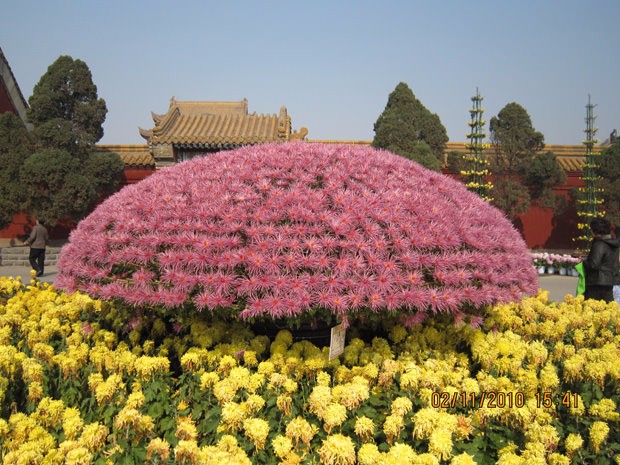 開封前方園藝——菊花造型廠家直銷